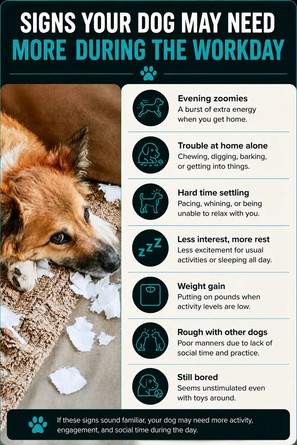 Infographic showing a dog lying among shredded paper beside seven signs a dog may need more activity during the workday, including excess energy, boredom, trouble settling, weight gain, and poor social manners.