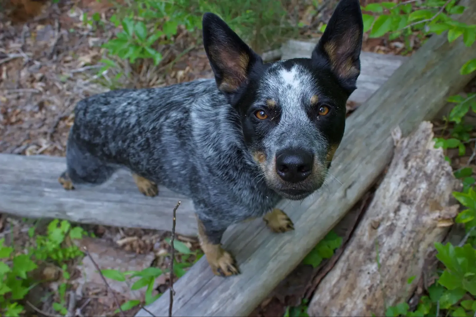 Australian cattle dog stands on fallen logs in a wooded area, looking up at the camera.