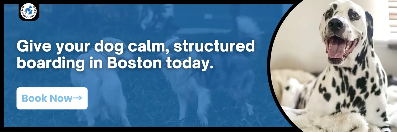 Boston dog boarding banner featuring a happy Dalmatian and dogs playing outdoors, promoting calm, structured boarding services.