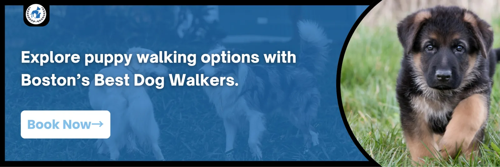 bostons best dog walkers puppy walking cta banne