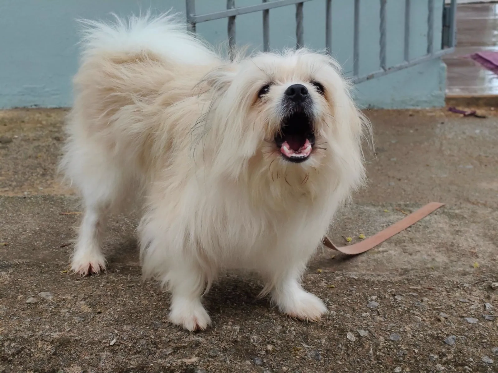 Small cream-colored, long-haired dog barking while standing on pavement beside a metal gate.