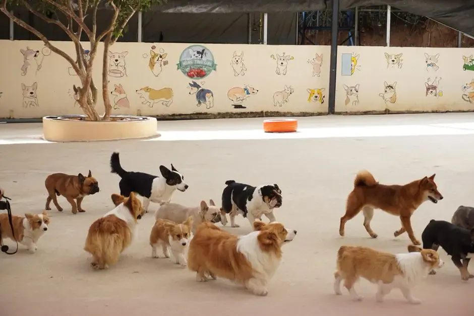 Dogs of various breeds and sizes socializing in a spacious outdoor dog daycare area with colorful dog illustrations painted on the walls.