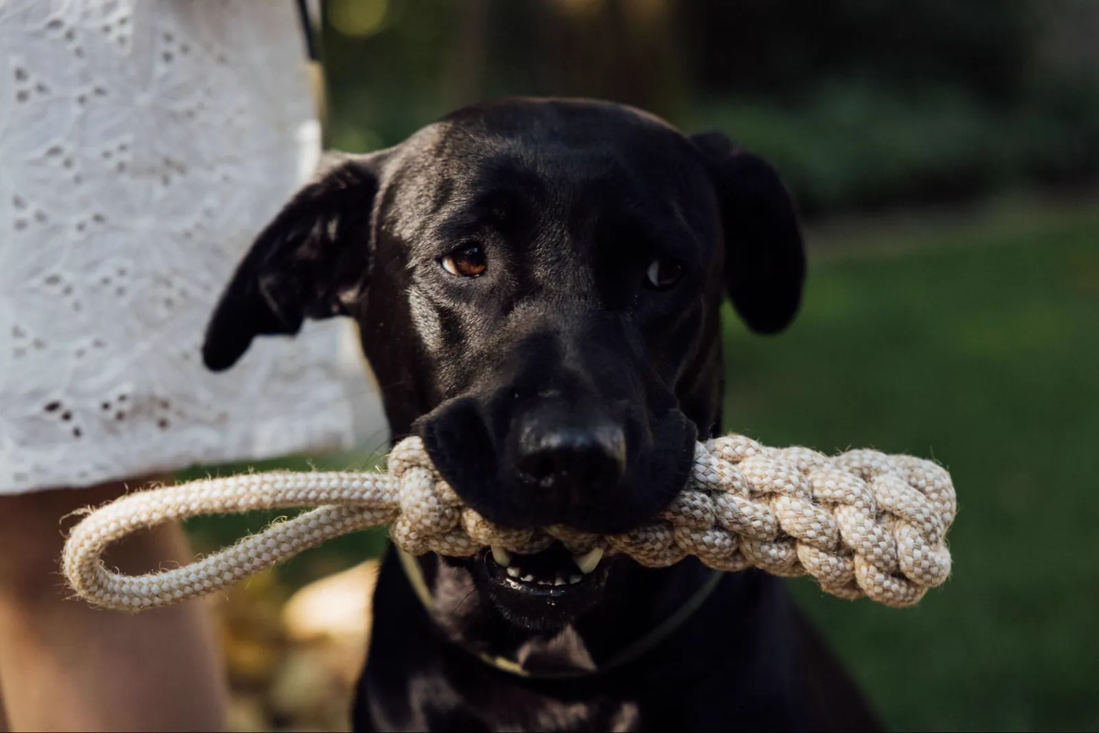 dog holding toy