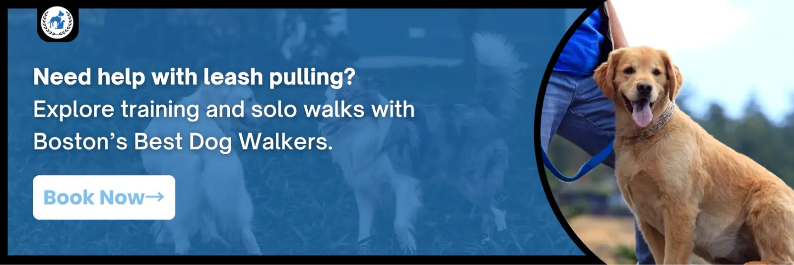 Boston’s Best Dog Walkers banner promoting leash-pulling training and solo walks, featuring a golden retriever and a “Book Now” button.