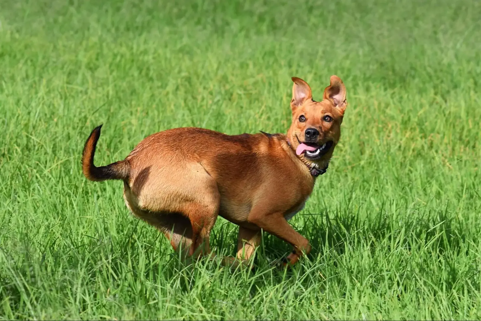 Brown dog running through green grass while looking back toward the camera.