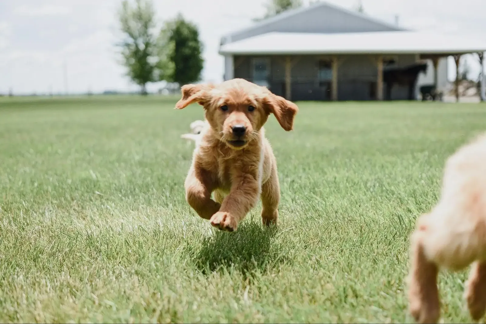 Golden retriever puppy running toward the camera across a grassy lawn with its ears flopping and front paws lifted off the ground.