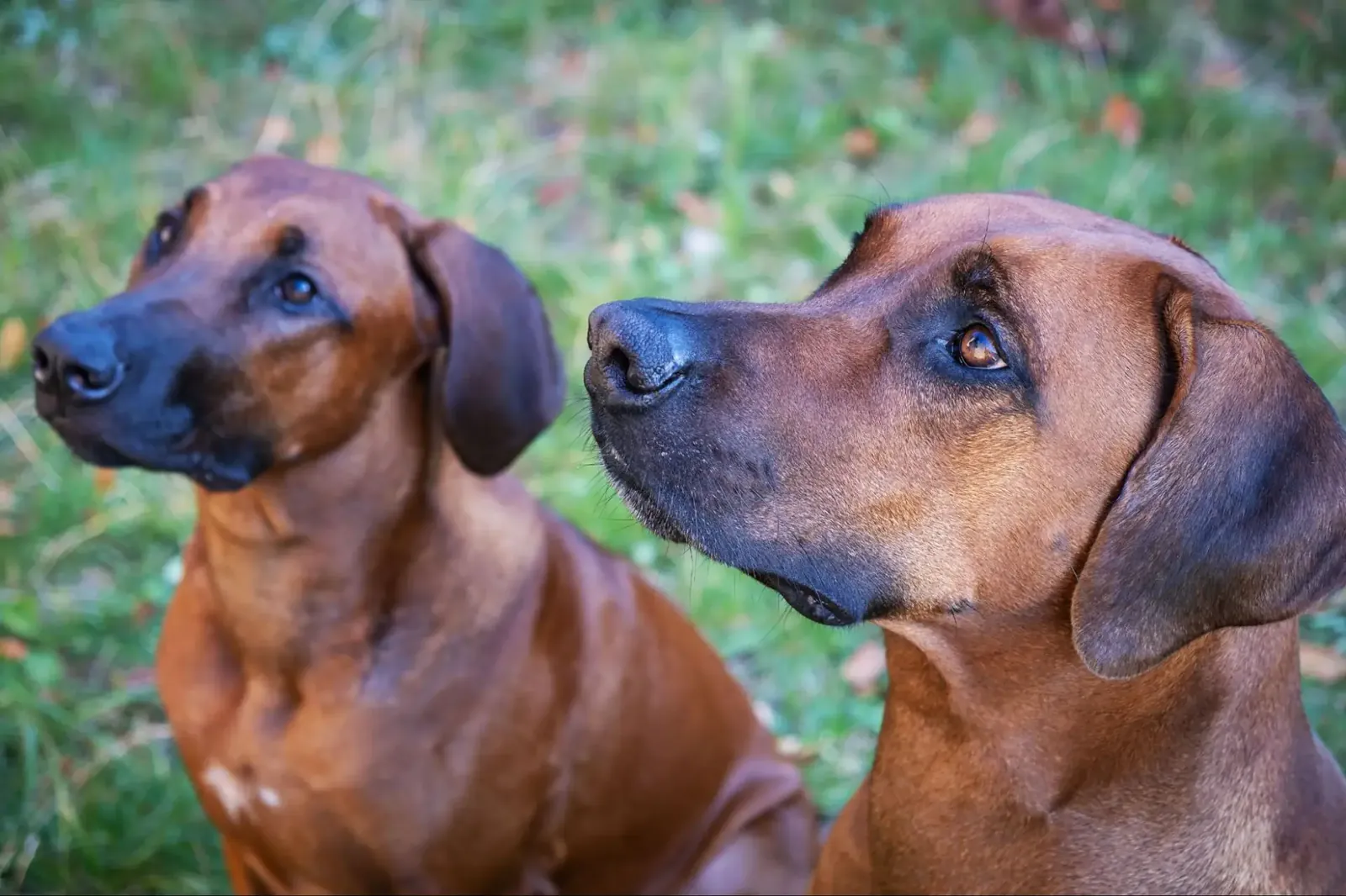 Two brown dogs with dark muzzles look upward while sitting on grass.