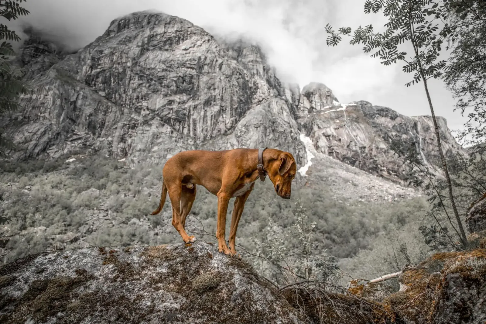 Brown dog wearing a collar stands on a mossy boulder with rugged mountain cliffs in the background.