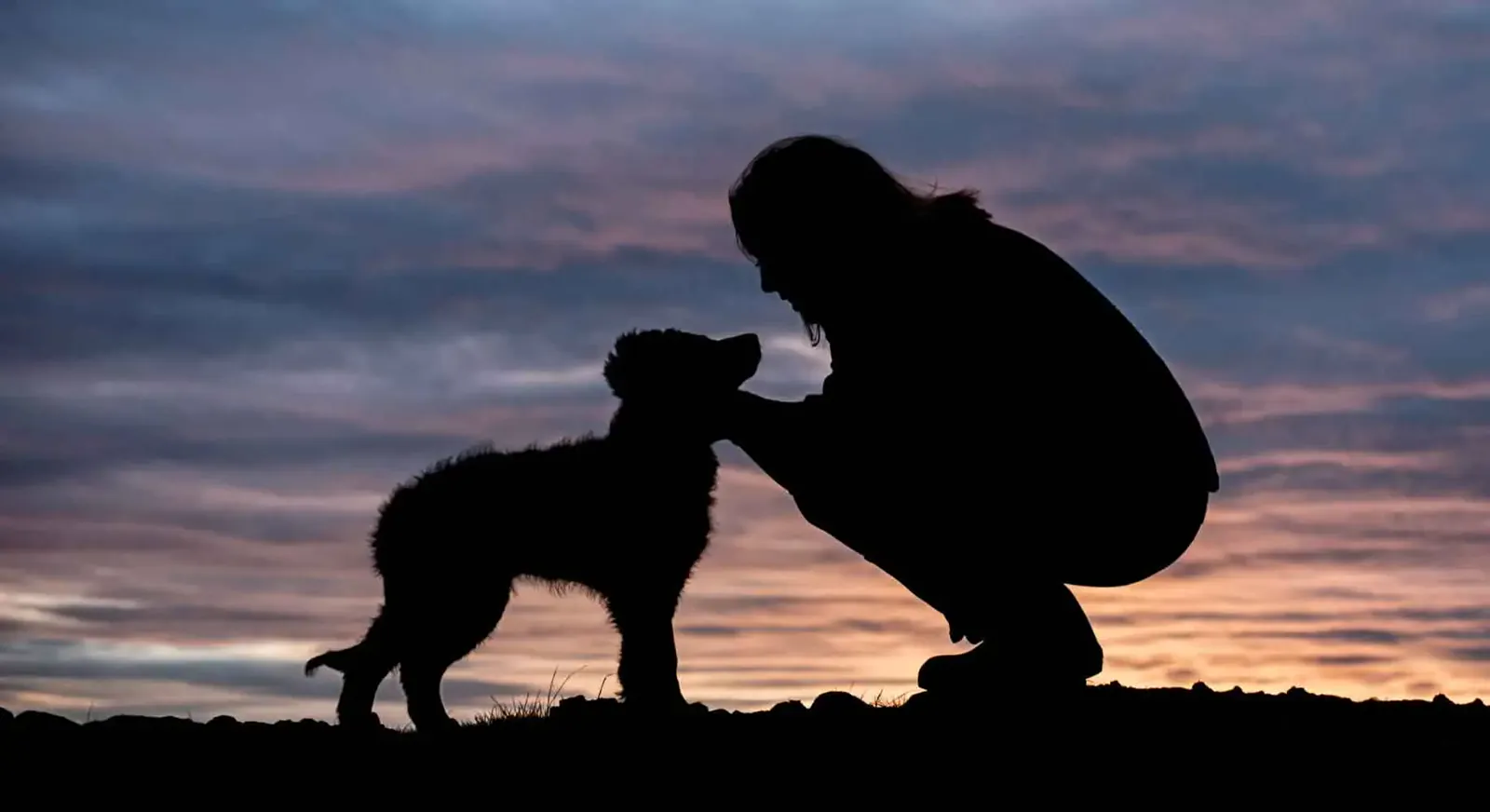 Dog walker on an evening walk in Boston