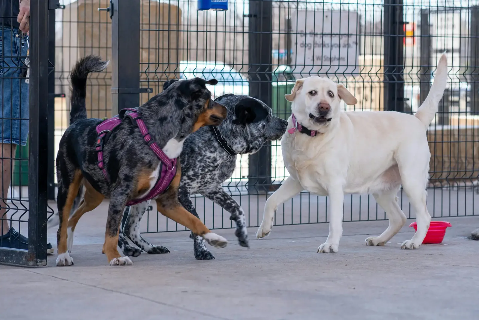 Three dogs playing together in a fenced dog park