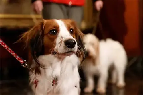 American Kennel Club training programs