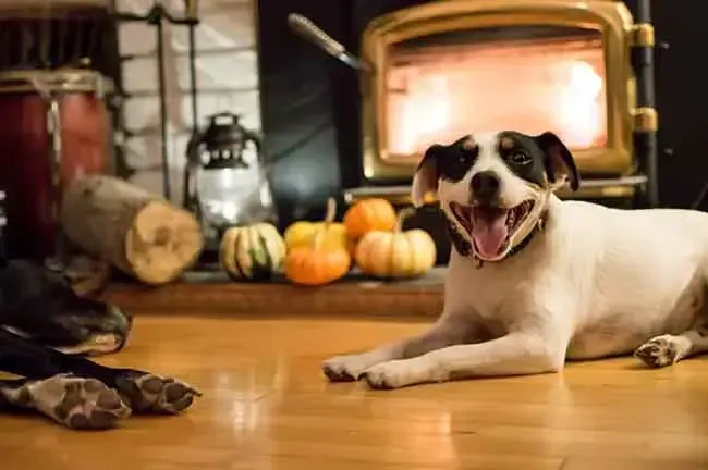 Terrier relaxing by a wood stove at home