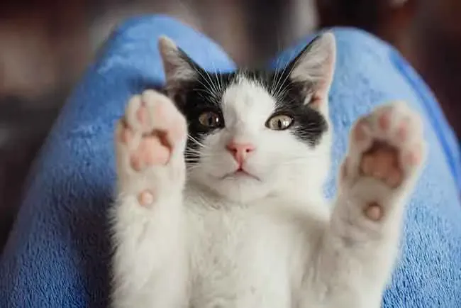 Kitten lying on a blue blanket