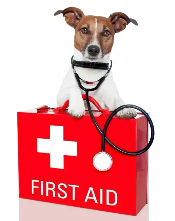 Pet first aid and CPR training