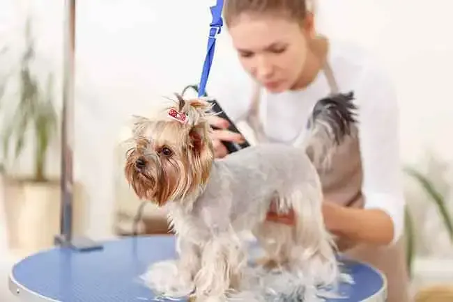 Groomer trimming a Yorkshire terrier on a grooming table