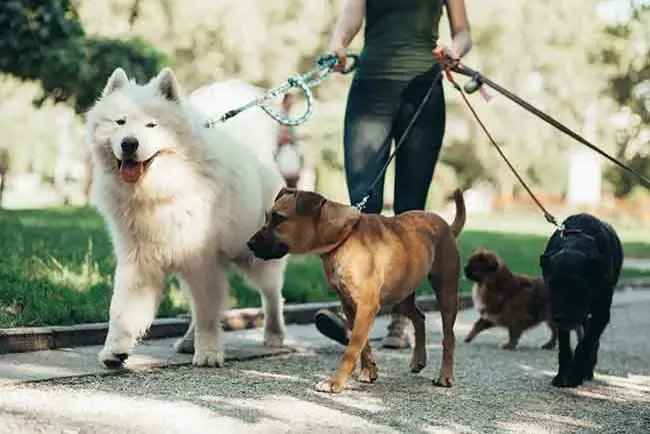 Dog walking in North End