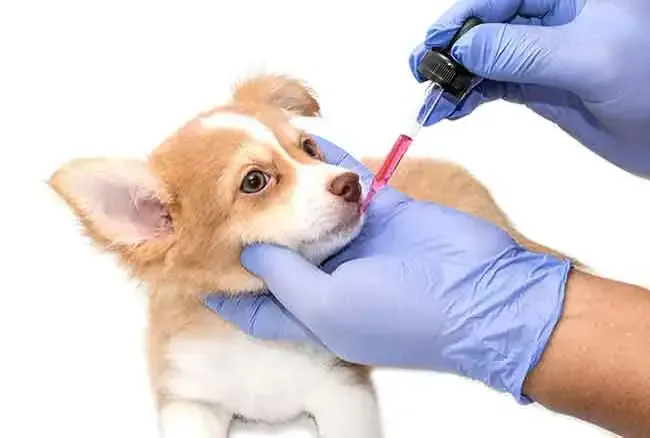 Gloved hands giving a puppy liquid medication with a dropper