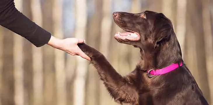 Brown retriever giving a paw to its trainer