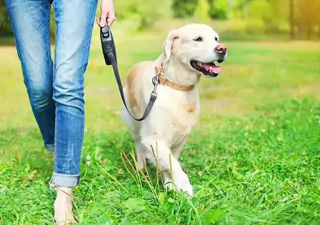 Golden retriever on a walk