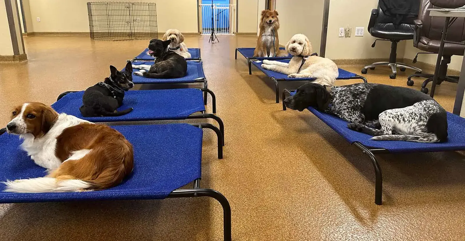 Dogs resting on cots during the Train and Play structured daycare program