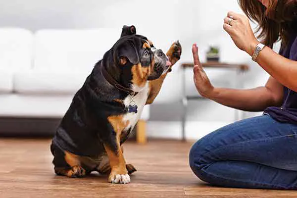 Owner practicing a high five cue with a bulldog at home