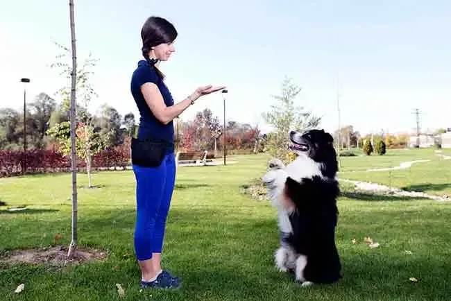 Trainer rewarding a dog during a session