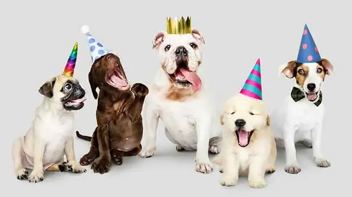 Five puppies wearing party hats